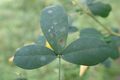 Crotalaria stipitata 3.jpg