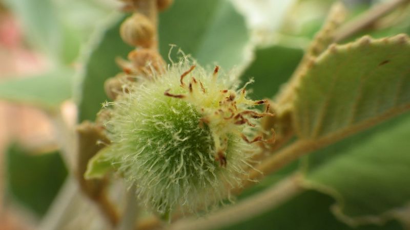 Archivo:Croton cotoneaster 4.jpg