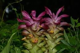 Curcuma angustifolia.jpg