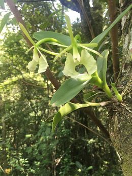Epidendrum A.jpg