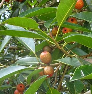 Ficus dubia.jpg