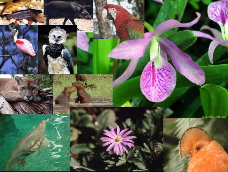 Archivo:Frora y fauna.jpg