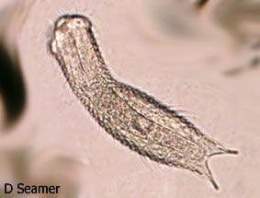 Gastrotricha-david-seamer4.jpg