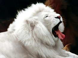 León blanco-1.jpg