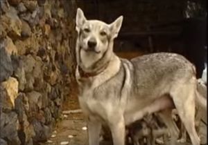 Lobo-herreño.jpg