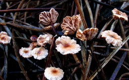 Marasmius androsaceus.JPG
