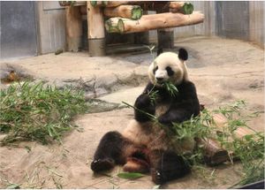 Oso Panda gigante.jpg