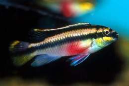 Pelvicachromis-pulcher.jpg