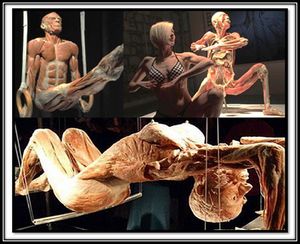 Plastinación.jpg