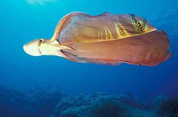 Pulpo Manta.jpg