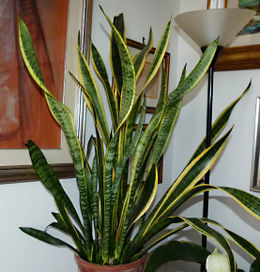 Sansevieria trifasciata Laurentii.jpg