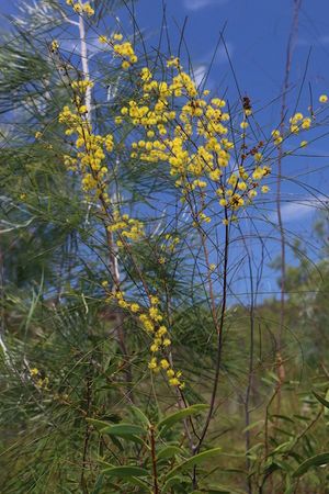 Acacia alleniana 1.jpg