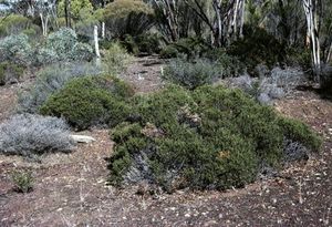 Acacia hadrophylla.jpg