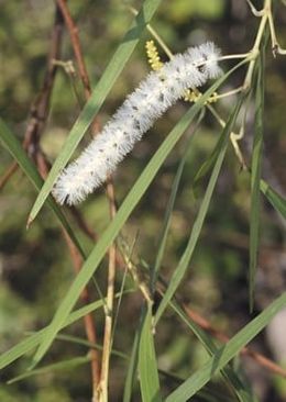 Acacia hyaloneura.jpg