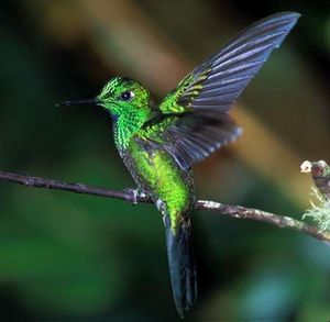 Colibri de cabeza violeta.jpg