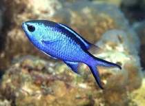 Cromis azul.jpg