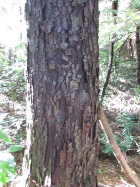 Archivo:Dacrydium cupressinum tronco.jpg