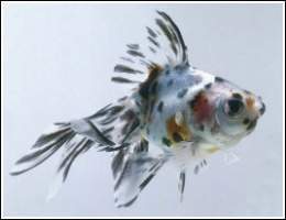 Fantail1.jpg