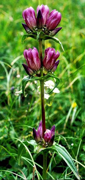 Gentiana-pannonica.jpg