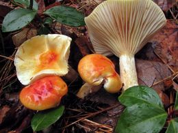 Hygrophorus speciosus.jpg
