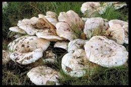 Lactarius controversus1.jpg