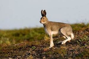 Lepus timid.jpg