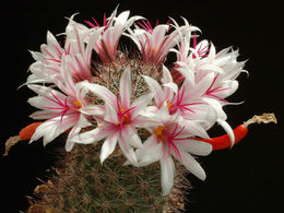 Mammillaria-frailean.jpg