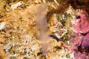 Notoplana vitrea.jpg