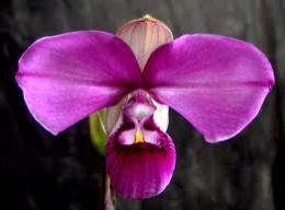 Phragmipedium otra.jpeg