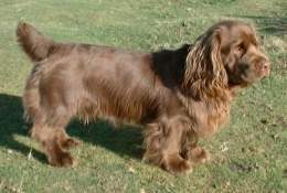 Sussex spaniel.jpg