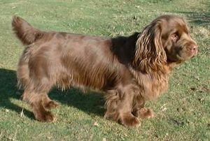 Sussex spaniel.jpg