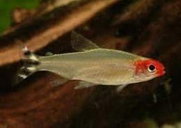 Tetra.jpg