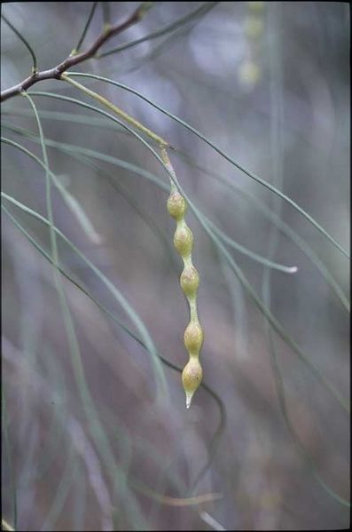 Archivo:Acacia jibberdingensis 5.jpg