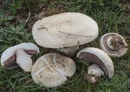 Agaricus litoralis.jpg