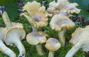 Amethysteus.jpg