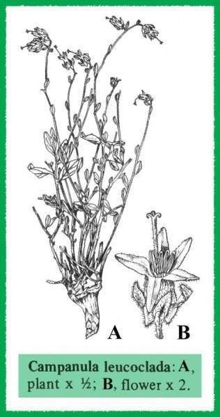 Archivo:Campanula leucoclada.jpg
