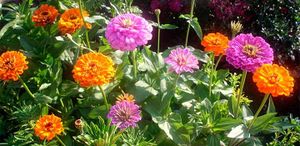 Cuidados-de-las-zinnias.jpg