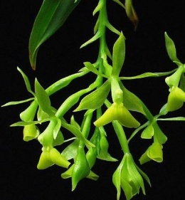 Epidendrum jamaicense.JPG