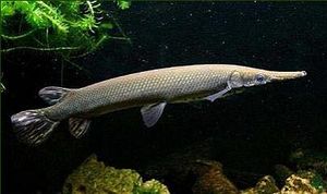 ManjuariCuba.jpg