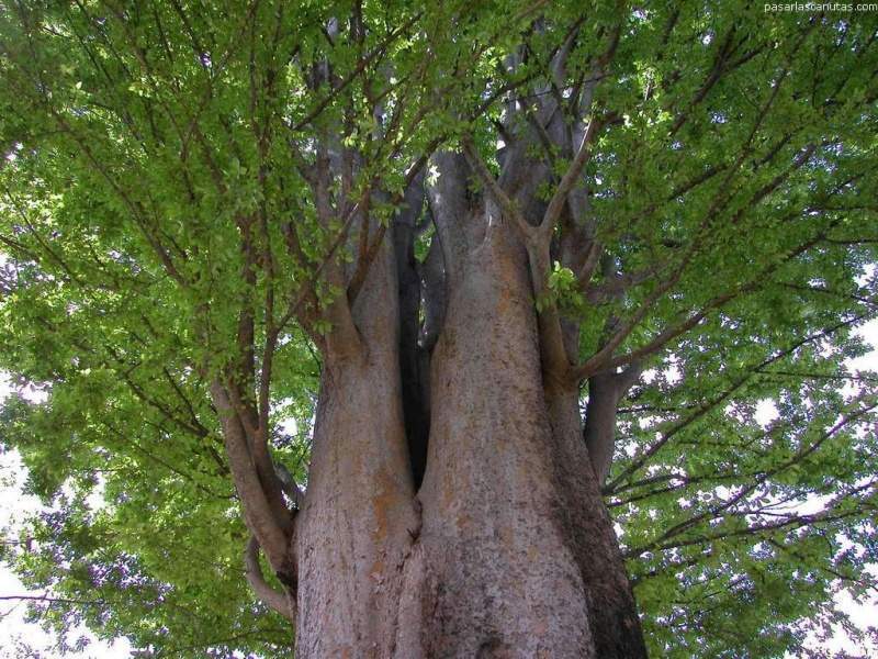 Archivo:Troncoarbol .jpg