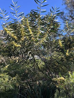 Acacia beckleri.jpg