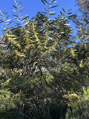 Acacia beckleri.jpg