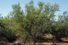 Acacia glaucocaesia.jpg