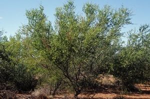 Acacia glaucocaesia.jpg