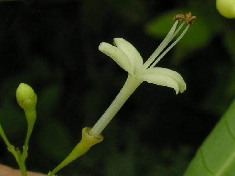 Archivo:Aegiphila martinicensis flor.jpg
