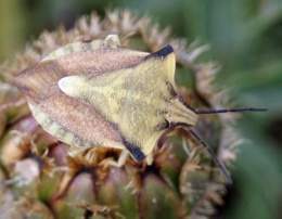 Carpocorisfuscispinus.jpg
