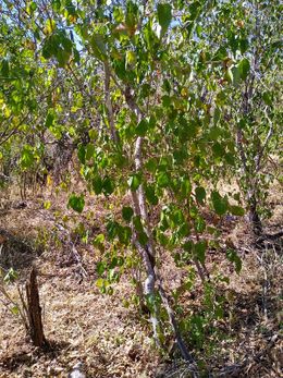 Croton fantzianus.jpeg