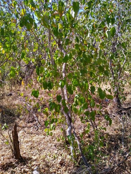 Archivo:Croton fantzianus.jpeg