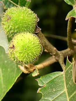 Croton priscus.jpg