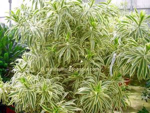 Dracasena23.jpg